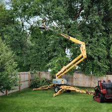 Best Tree Health Inspection  in Williamson, WV